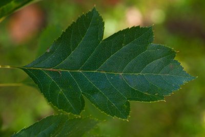 Crataegus pinnatifida - hloh přenoklaný - list